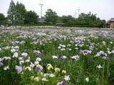 花菖蒲
