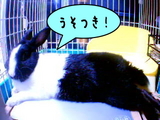 うそつき