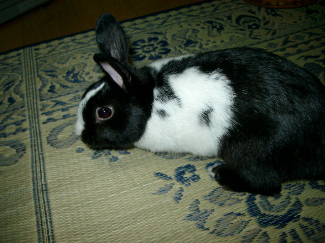 img0011.jpg